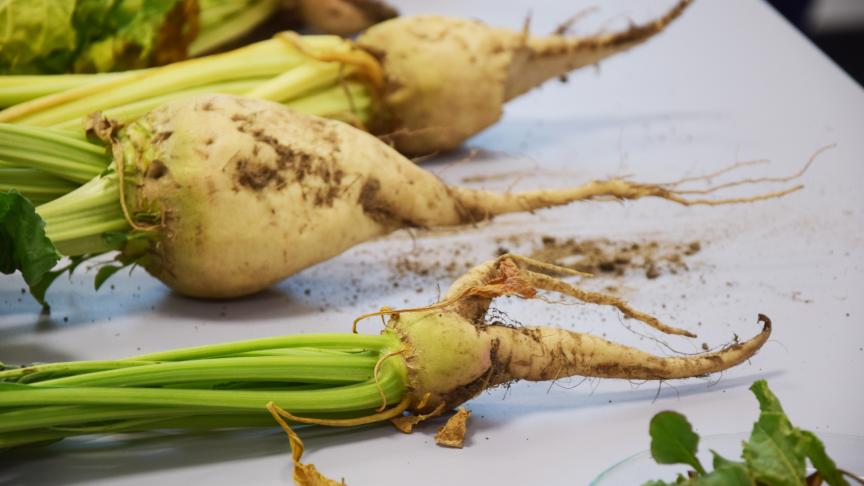Ondanks de sterke opbrengstverbetering in suikerbiet wil Cosun die nog optrekken,  naar 16,2 ton per ha in 2020.