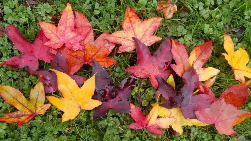 Liquidambar herfstblad.