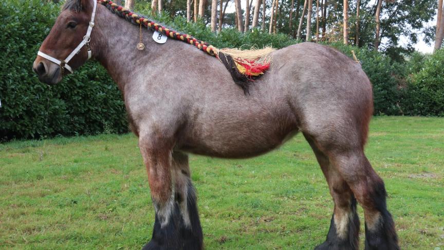 Lila van de Kerkeveldhoeve, eerste prijs bij de merrie veulens geboren in 2017 grote maat. Eig.: Walter Oorts, Pulderbos.
