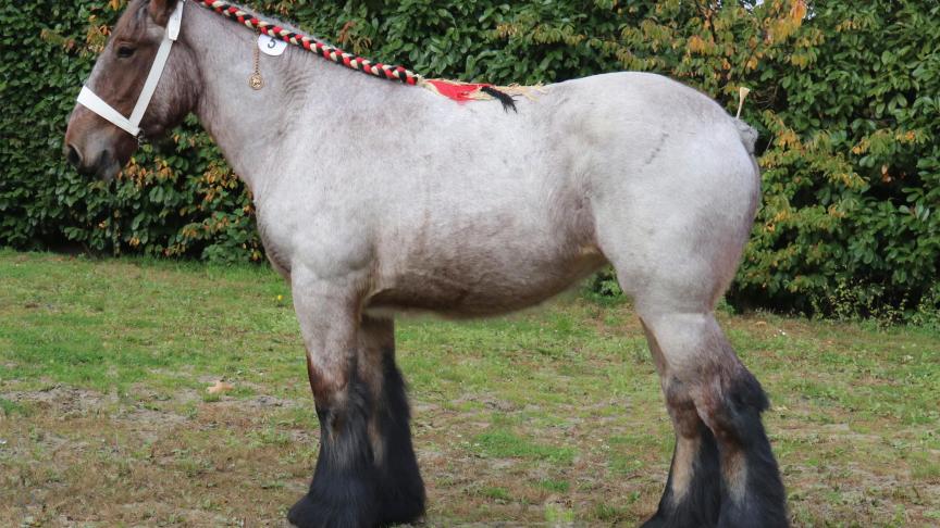 Robin van de Grens, eerste prijs bij de merrieveulens geboren in 2017 kleine maat. Eig.: Jos Jansen & zonen, Meerle.