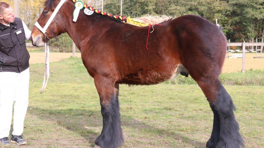 Boudewijn wp van Vlaams Brabant, eerste prijs bij de hengstveulens geboren in 2017. Eig.: Alain Moreels, Duisburg.