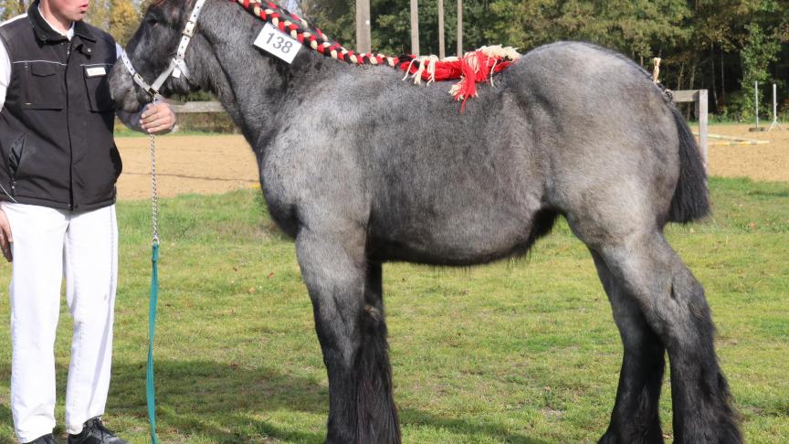 Martha van de Kapelhoeve, eerste prijs bij de merrieveulens geboren in 2018. Eig.: Alfons Van Overveld, Kalmthout.