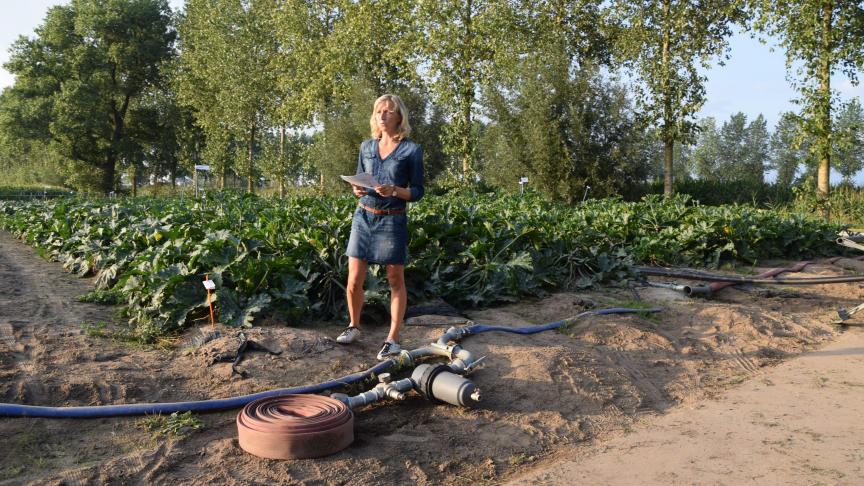 Onderzoekster Elise Vandewoestijne besprak in het kader van het ‘Fertinnowa’ project een beregeningsproef in courgette.
