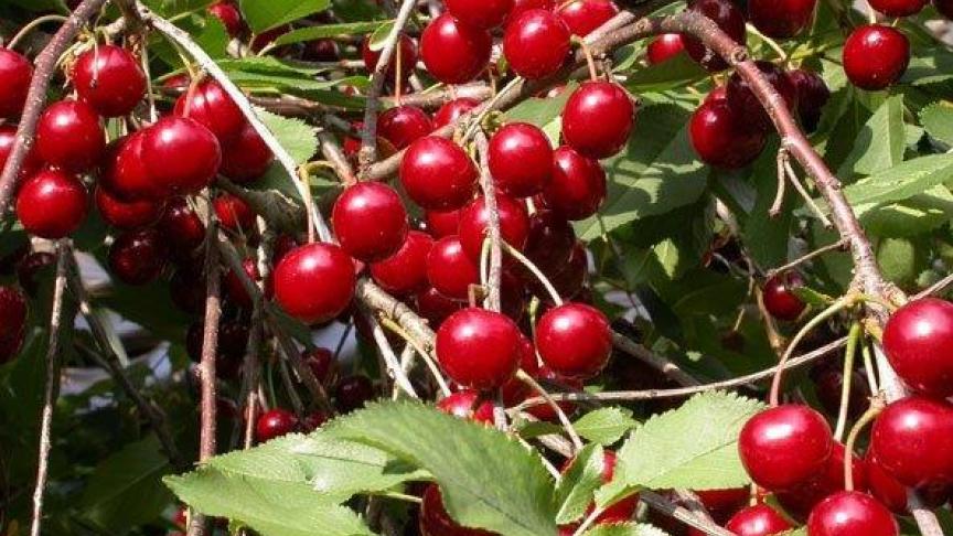 Krieken zijn minder veeleisend dan kersen en staan garant voor een rijke oog