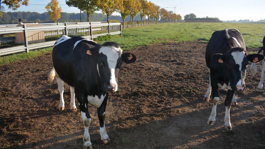 De zuivelprijs is in oktober opnieuw gedaald.