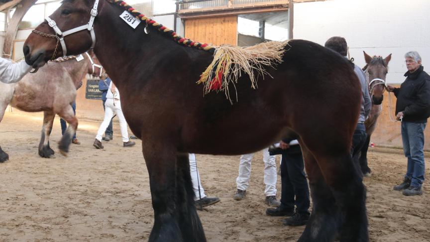 Daniel van de Vendoorn, eerste prijs bij de hengstveulens geboren in 2017 grote maat. Eig.: Dominique Van Riet, Londerzeel.