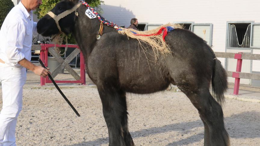Denamic van ‘t IJzerhof, eerste prijs bij de hengstveulens geboren in 2018 zesde reeks. Eig.: Luc & Ignace Imschoot, Beervelde.
