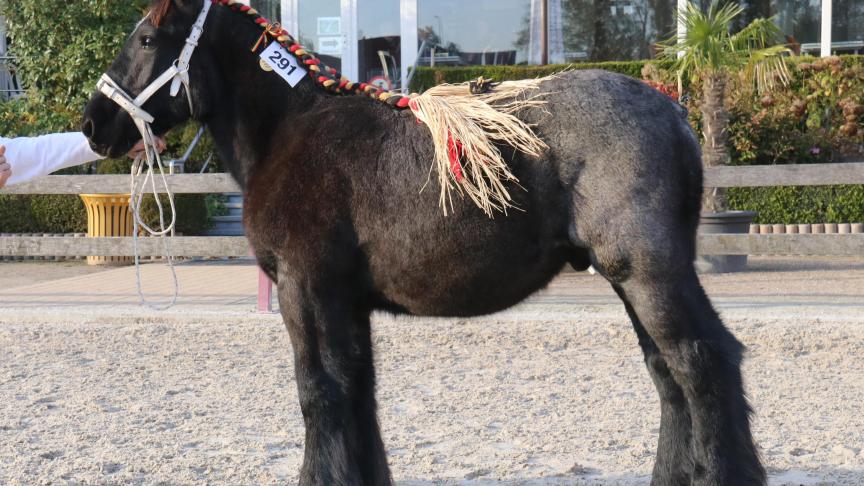 Kasper van ‘t Langhof, eerste prijs bij de hengstveulens geboren in 2018, en tevens kampioen. Eig.: E. Van Langenhove – M. Westestaete, Denderbelle.