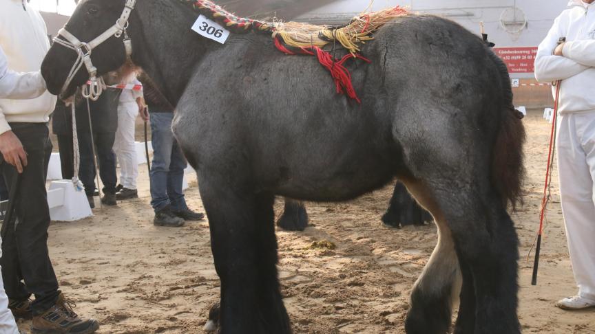 Kobe van Malderen, eerste prijs bij de hengstveulens geboren in 2018 vierde reeks. Eig.: E. Van Langenhove - D. Van Riet, Denderbelle.