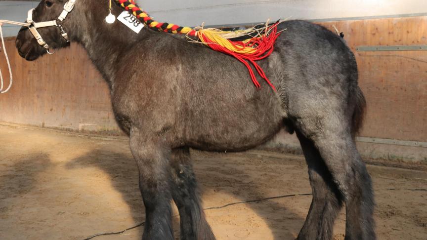 Lucas van de Donkerhoeve, eerste prijs bij de hengstveulens geboren in 2018 tweede reeks. Eig.: E. Van Langenhove - D. Van Riet, Denderbelle.