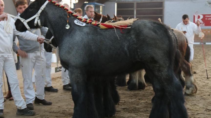 Olga van de Fonteine, eerste prijs bij de merrieveulens geboren in 2018 vijfde reeks. Eig.: Hubert Staelens, Assenede.