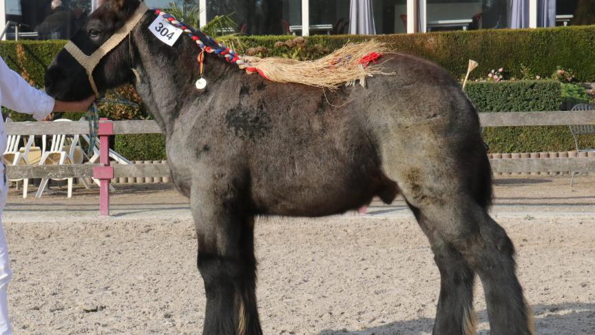 Rowin van de Boterhoeve, eerste prijs bij de hengstveulens geboren in 2018 derde reeks. Eig.: Luc & Ignace Imschoot, Beervelde.