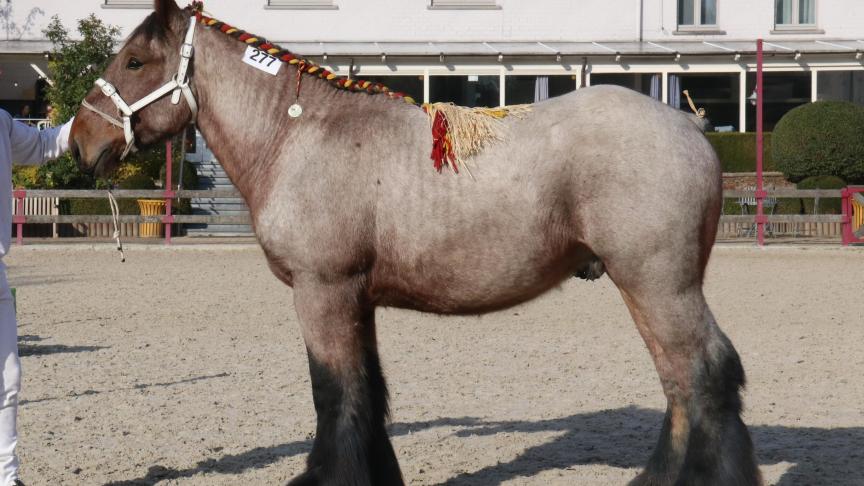 Rubben van ‘t Langhof, eerste prijs bij de hengsten veulens geboren in 2017 en tevens kampioen. Eig.: E. Van Langenhove – M. Weststraete, Denderbelle.