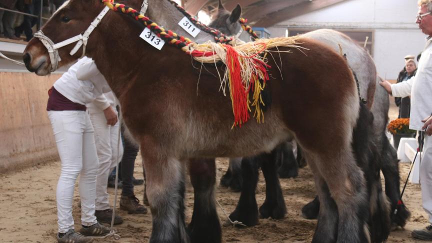 Tijn van ‘t Hof ter Helle, eerste prijs bij de hengstveulens geboren in 2018 vijfde reeks. Eig.: Eddy Van Langenhove, Denderbelle.