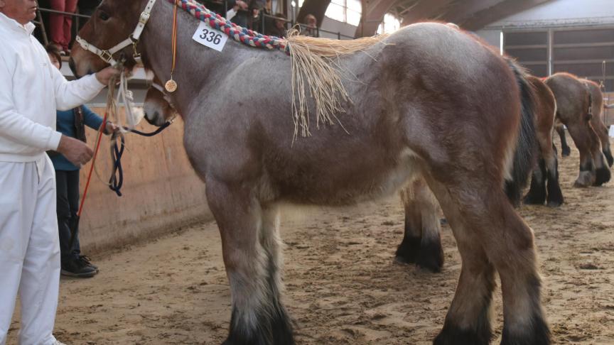 Vicky van Ooidonk, eerste prijs bij de merrieveulens geboren in 2018 tweede reeks. Eig.: Julien Cocquyt, St. Martens–Leerne.