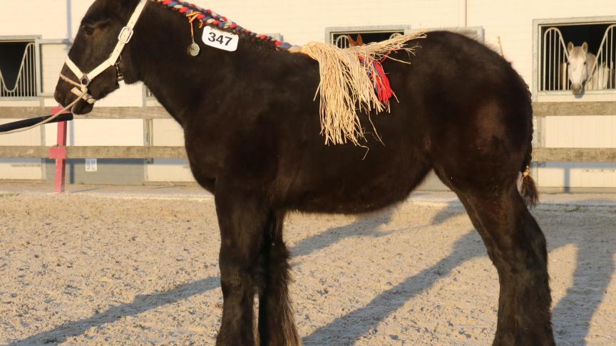 Zaza van St Martens, eerste prijs bij de merrieveulens geboren in 2018 vierde reeks. Eig.: zussen Cocquyt, Deinze.