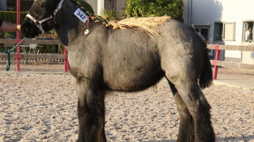 Renka van ‘t Zevekoot, eerste prijs bij de merrieveulens geboren in 2018 derde reeks en tevens kampioene. Eig.: geb. De Graeve, Erpe-Mere.