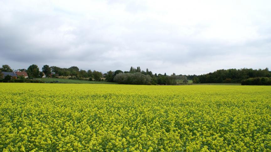 ILVO onderzocht hoe landschap, landbouw en verstedelijking beter samengaan.