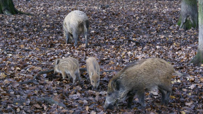 Slecht nieuws: de Afrikaanse varkenspest kan zich goed nog verspreiden.