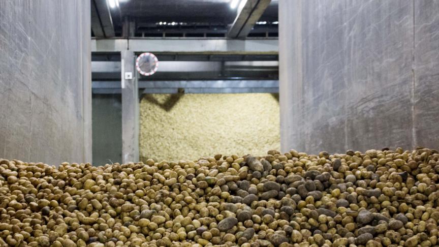 Clarebout ontvangt aardappelen van circa 1.500 Belgische telers.