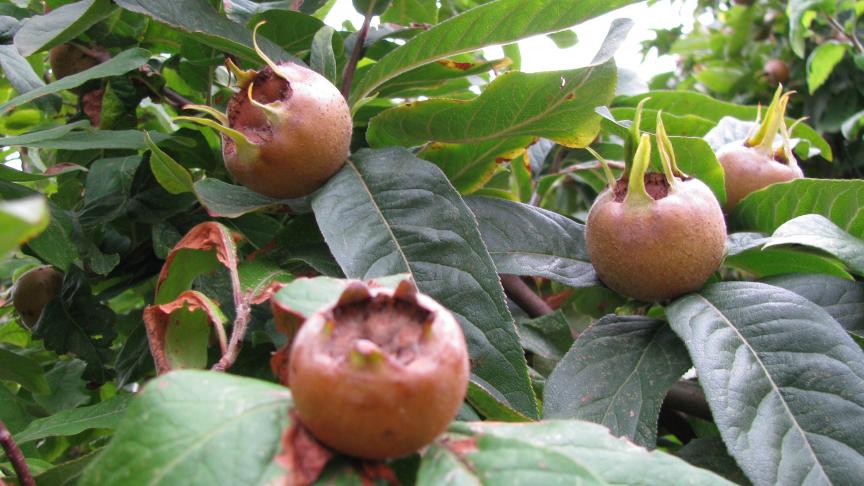 Mispels vragen weinig tot geen onderhoud maar geven toch een rijke oogst.