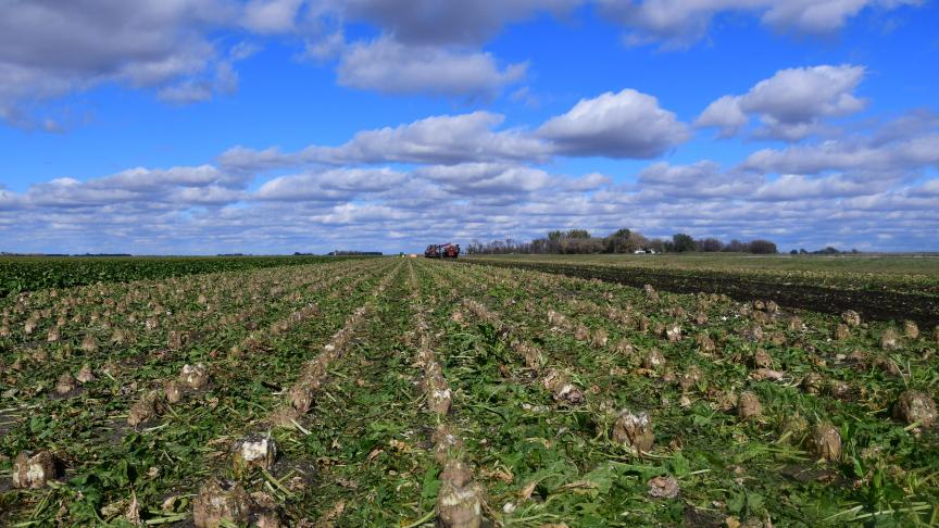 Op deze percelen, waarvan men de overkant niet ziet, met tussenrijafstanden van 72 cm, is het duidelijk dat het ingezette materieel en de arbeidsorganisatie totaal verschillend is van deze die bij ons gangbaar is.
