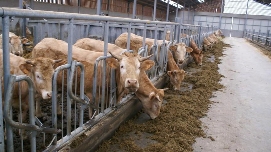 In Zwitserland wordt het grootste deel van de koeien en geiten onthoornd.