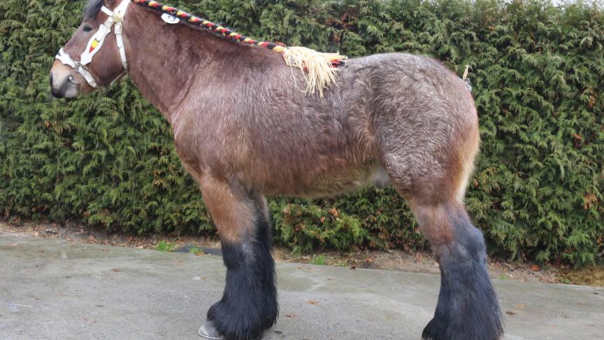 Bas van ‘t Rietenhof ( Matteo van ‘t Rietenhof xBuffalo van ‘t Camillenhof), midden maat. Eig.: Dominique Van Riet & Eddy Van Langenhove, Denderbelle.