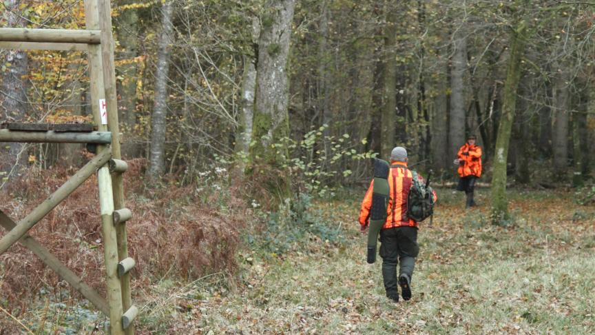 Collin wil dat de jacht op everzwijnen wordt uitgebreid.
