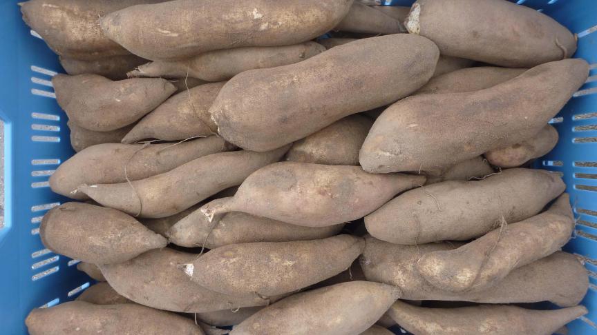 Bak 10 kg yacon knollen