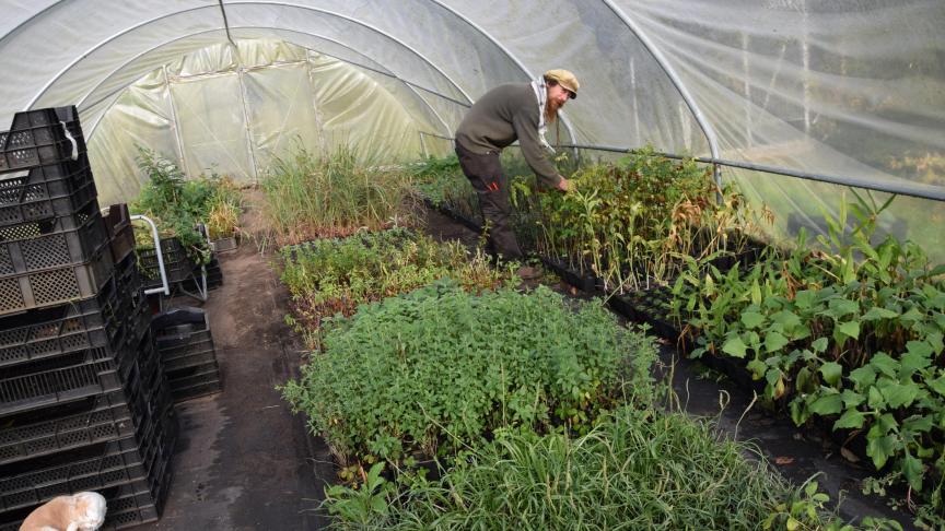 In de tunnelserre wordt niet verwarmd, waardoor hij voor sterke planten kiest.