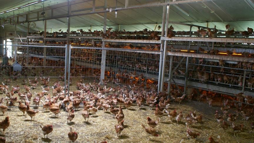 Bloedluizen zijn een groot probleem in de pluimveehouderij.