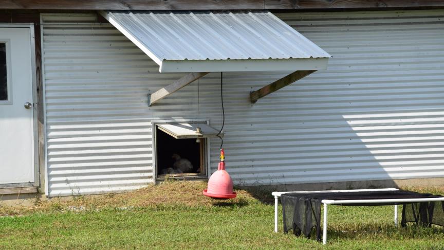 In de stal is alles aanwezig wat de kippen nodig hebben. Daarom gaan ze niet altijd  gemakkelijk naar buiten.