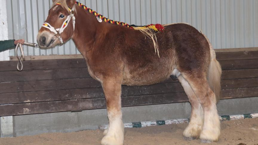 Sjefke van Scheepstal (Igor van de Osserberg x Hannes van de Capreton). Eig.: Wim Putseys uit Bertem.