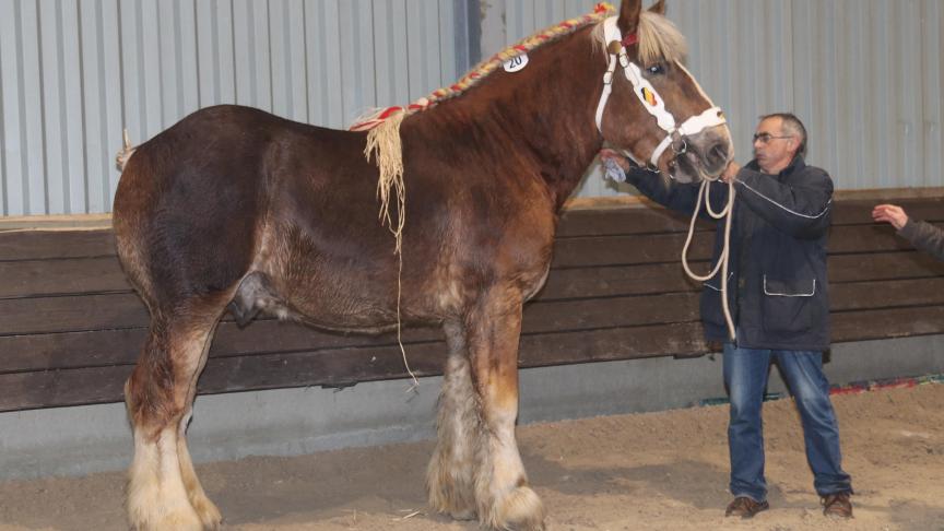 Kevin van de Brusselseweg, (Robert van ‘t Clerckhof x Jago van Gaasbeek). Eig.: Henry Hautier uit Arville.