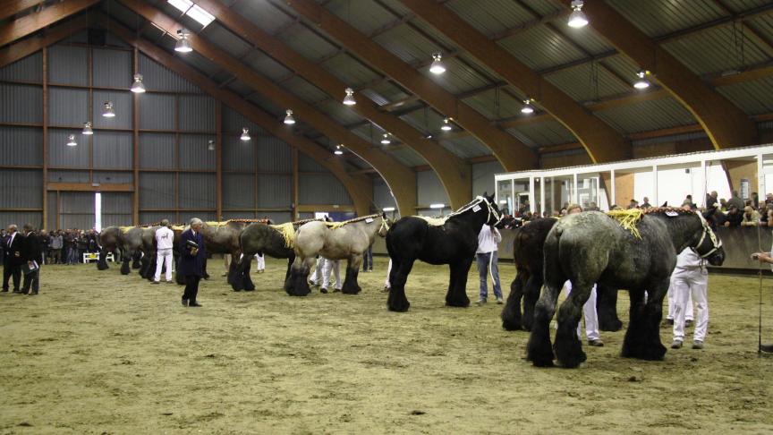 Geleek de hengstenkeuring in Ghlin eerder op een circus dan op een correcte keuring?