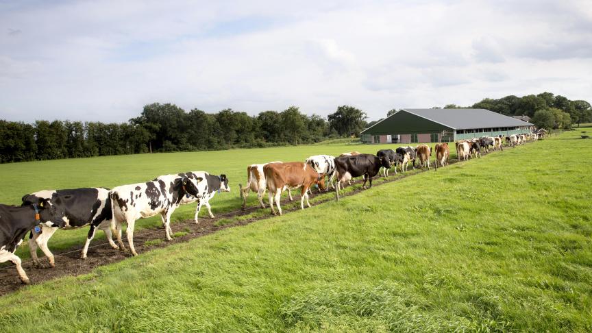 DMK gaat ledenmelk van FrieslandCampina verwerken tot mozzarella.