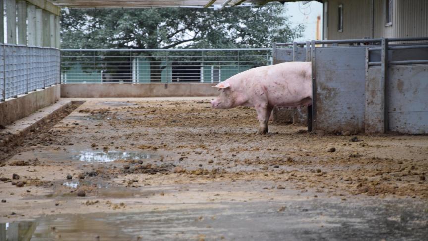 Parsons bemerkt dat de dieren die naar buiten gaan, vaak lager in de sociale ranking van de groep staan.