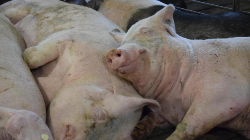 Onderzoek naar het welzijn van het dier staat centraal in het proefbedrijf.