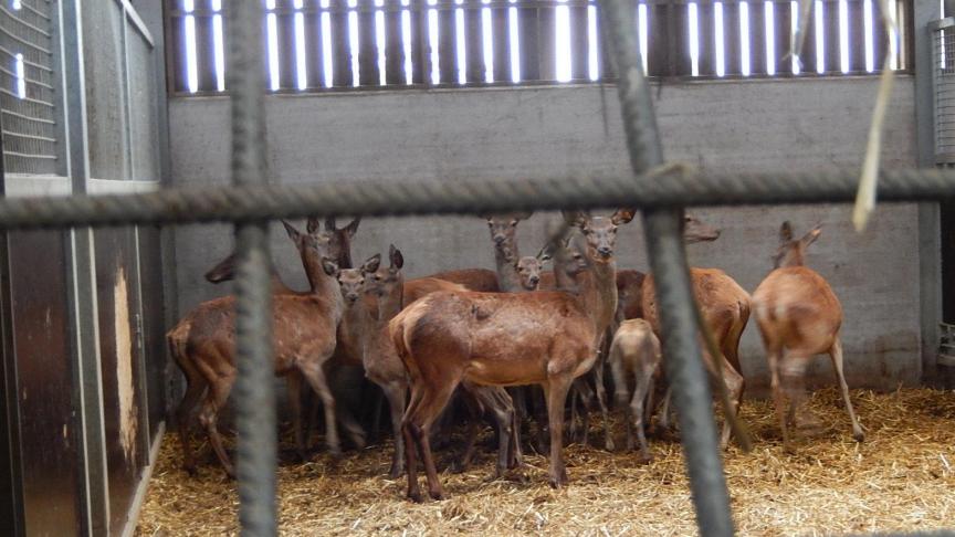 20 jaar geleden startte het bedrijf met edelherten.