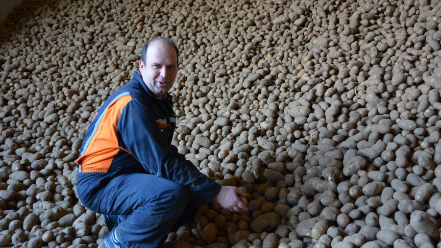 Ondanks de droogte moeten de knollen van goede kwaliteit zijn, aldus Jean-Pierre  Van Puymbrouck.