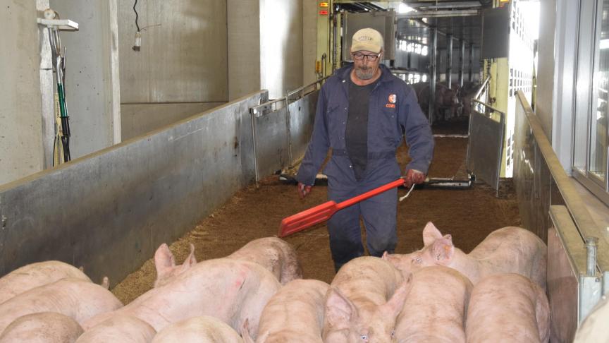 Het varkensslachthuis in Tielt wordt vervolgd vanwege vermeende wanpraktijken. Het slachthuis organiseerde na ophef die ontstond over illegaal geschoten beelden van Animal Rights een presentatie van het slachthuis aan pers en publiek, waarop deze foto is gemaakt.