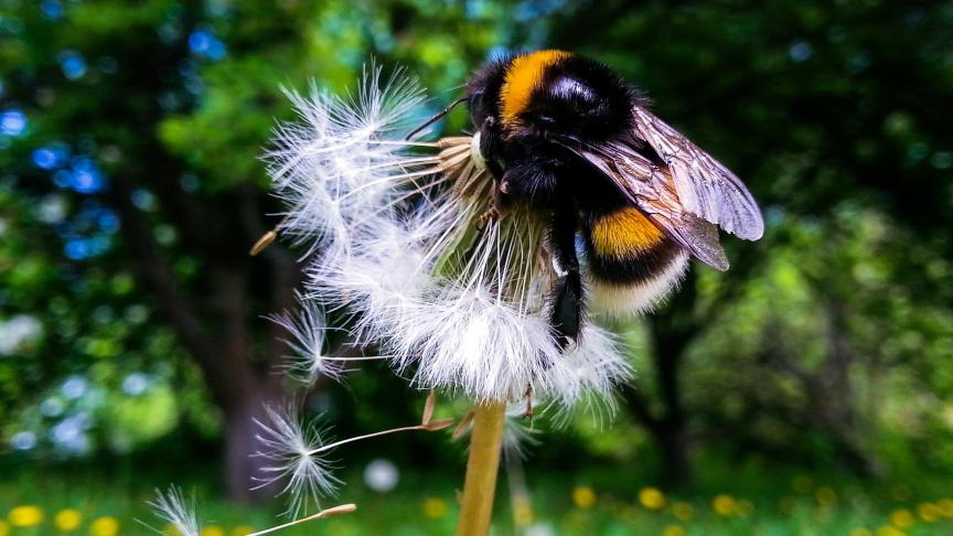 Biobest zet hommels en andere insecten invoor bestuiving en de biologische bestrijding van ziektes en plagen in de tuinbouw.