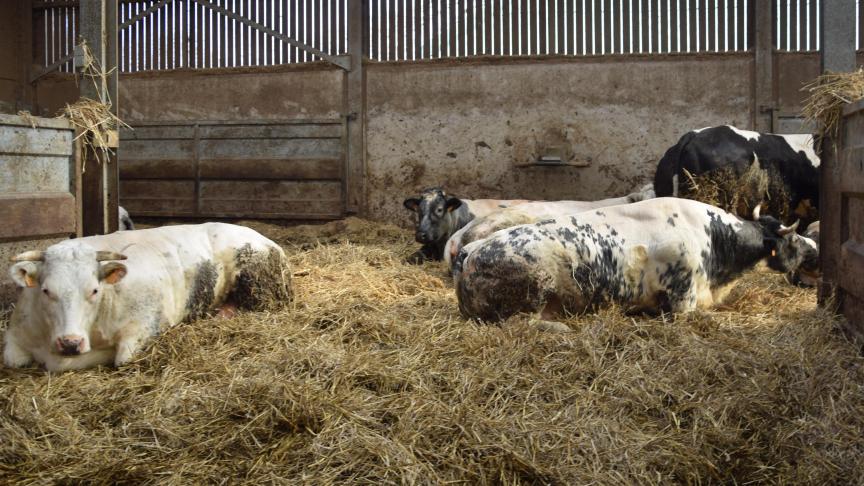 In de EU wordt gevreesd dat de Zuid-Amerikanen de vleesveesector wegconcurreren.