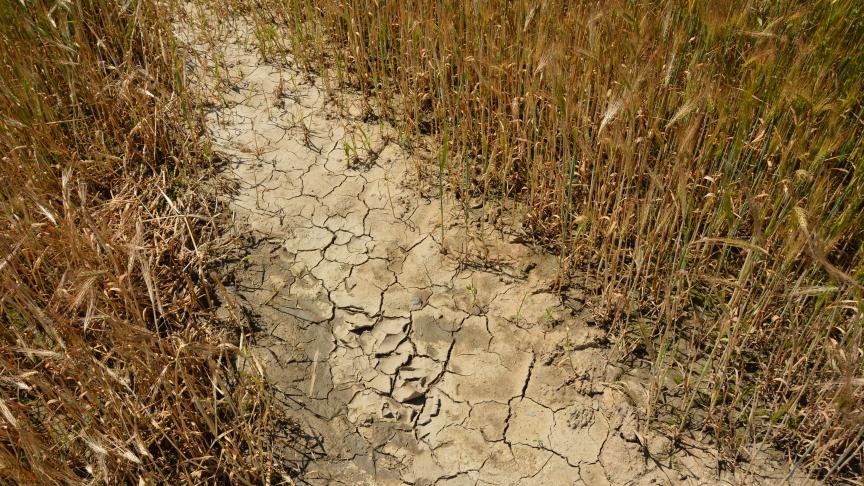De droogte leidde in 2018 tot grote problemen voor de landbouw.