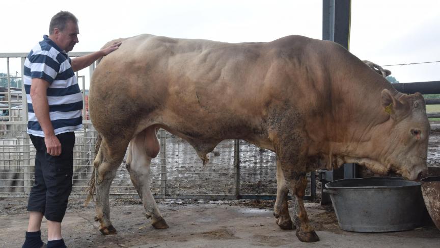 Blonde d’Aquitaine-stieren vallen op door hun hoogte, lengte en vruchtbaarheid.