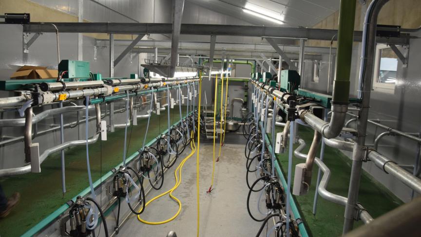 In de visgraat melkstal wordt er langs de zijkant gemolken. De gegolfde buis achteraan zorgt voor een goede positionering van de koe.