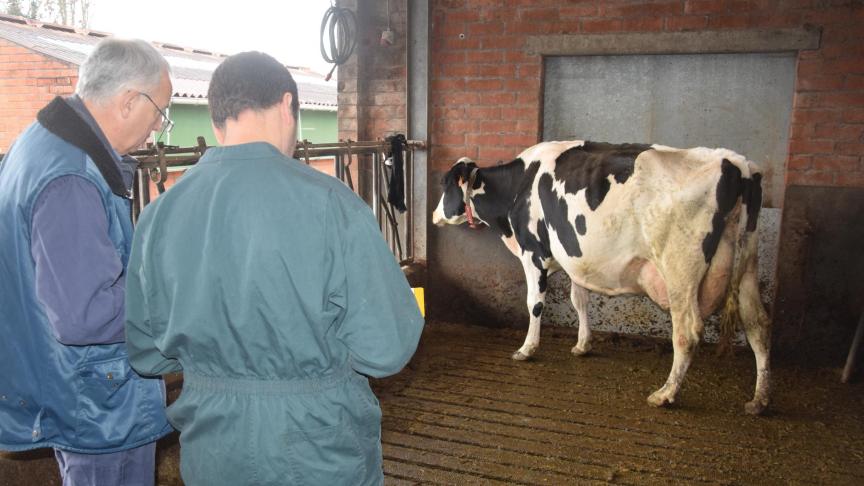 Gegevens worden op papier vergeleken met de koe ‘in het echt’, hier op het bedrijf van Erik en Elien Almey in Knesselare.