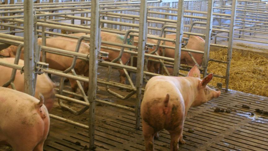 ILVO zal investeren in energie-efficiëntie, onder meer in de varkensstallen.