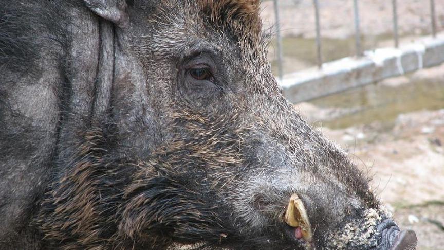 wild-boar-14157_960_720